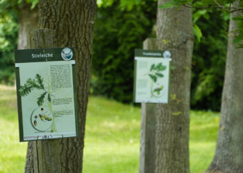 Stadt Mansfeld - OT Annarode - Arboretum Annarode