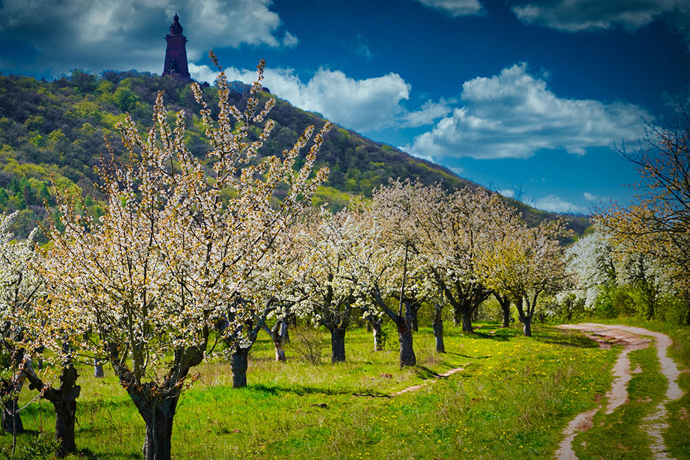 Goldene Aue - Obstblüte am Fuß des Kyffhäuser