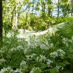 Grillenberg - Bärlauchblüte