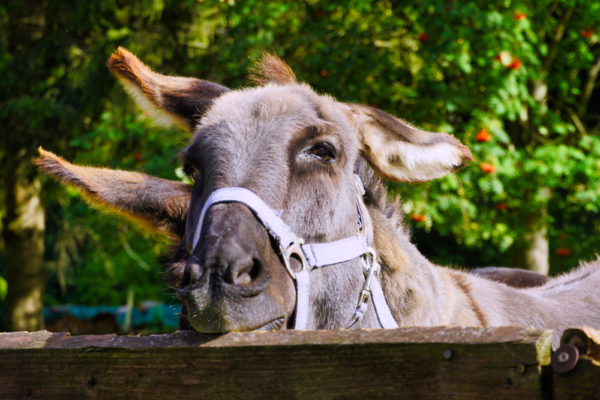 Hettstedt Tierpark Walbeck