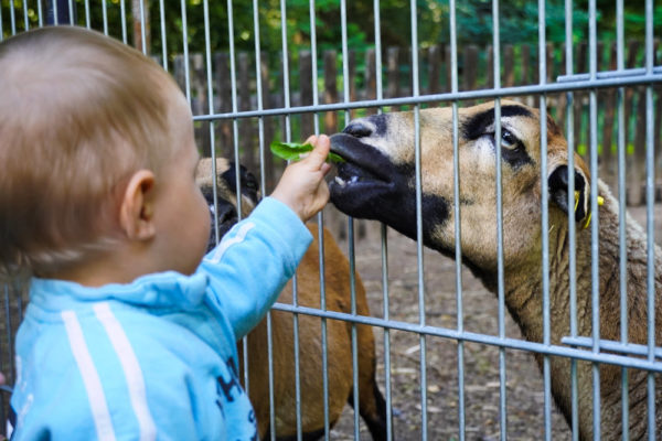 Hettstedt Tierpark Walbeck