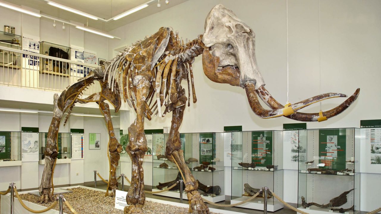 Berg & Rosenstadt Sangerhausen & Allstedt MansfeldSüdharz Tourismus