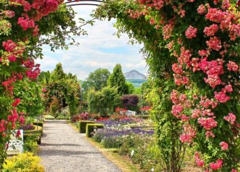 Sangerhausen - Europa Rosarium