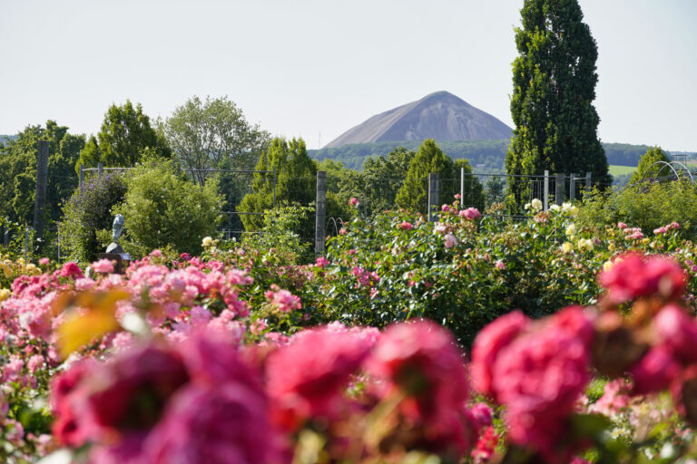 Rosarium und Halde