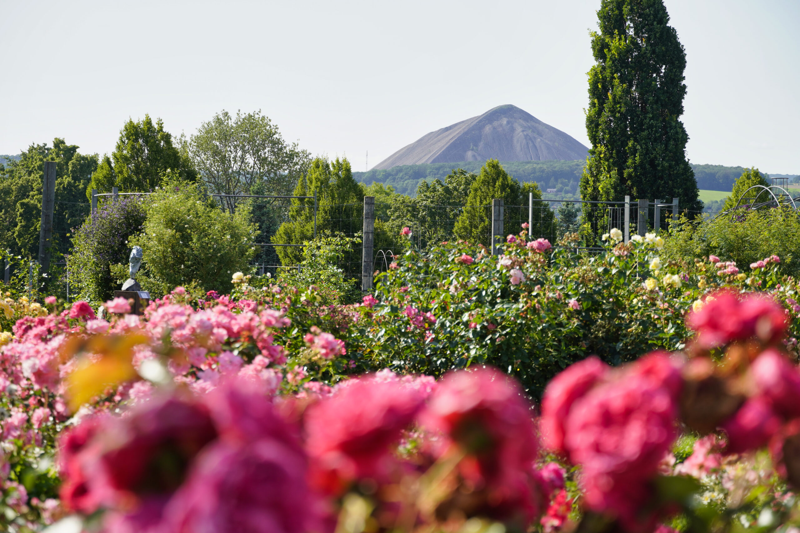 Rosarium und Halde