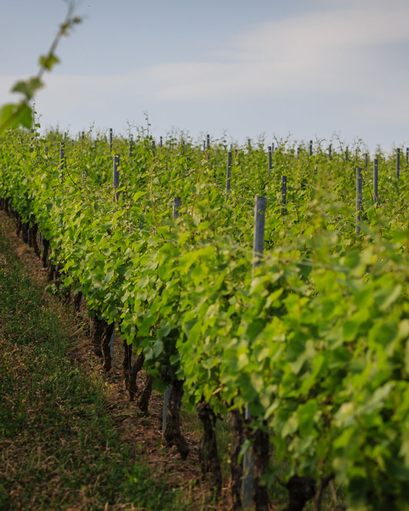 Seegebiet Mansfelder Land MansfeldSüdharz Tourismus