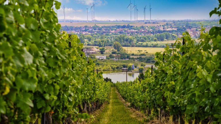 Seegebiet Mansfelder Land - Weinberge und Windräder