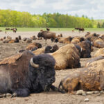 Stangerode - Wildpark Nordmann