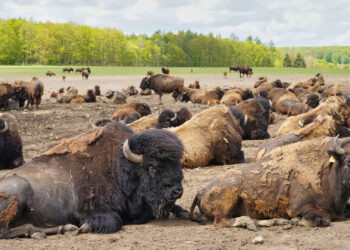 Stangerode - Wildpark Nordmann