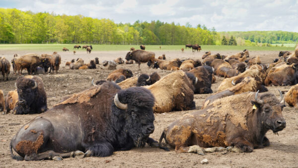 Stangerode - Wildpark Nordmann