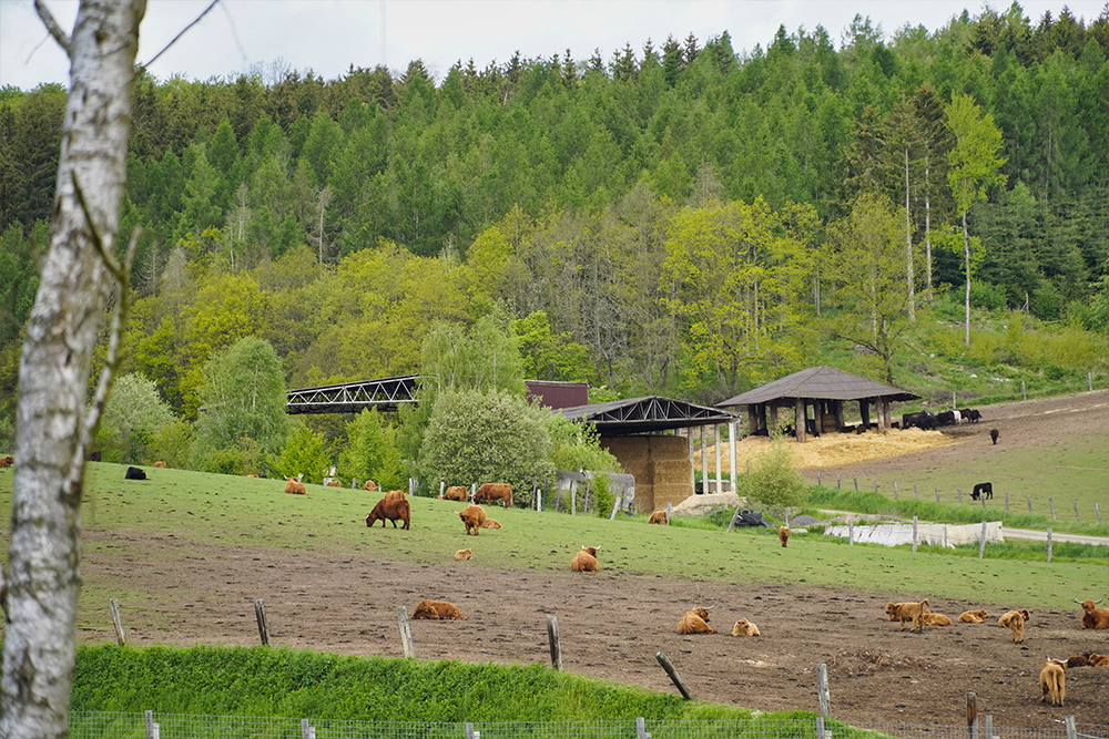 stangerode nordmann safari