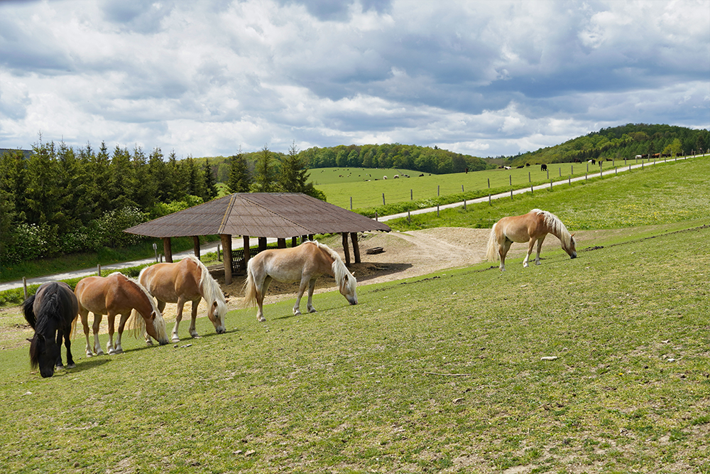 stangerode nordmann safari