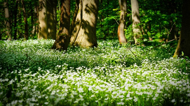 Kultur- und Naturlandschaften - Karstlandschaft Südharz